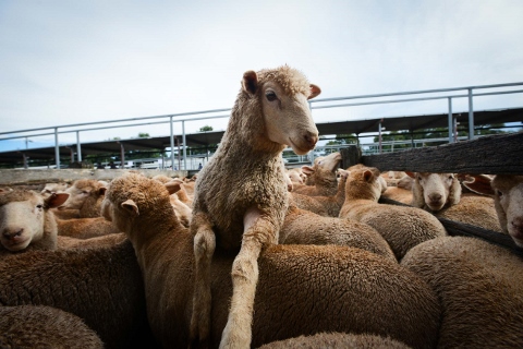 Jo-Anne McArthur - We Animals / Noi Animali